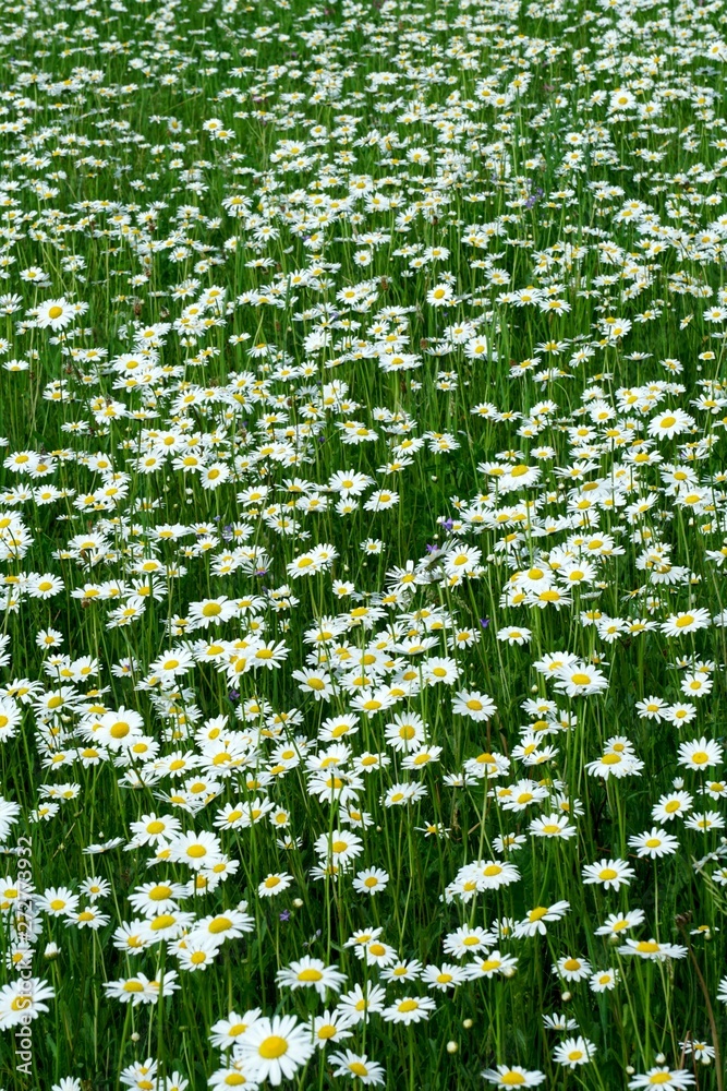 Fototapeta premium Beautiful summer flower meadow with white flowers,Daisy flowers. Symphyotrichum ericoides (syn. Aster ericoides), known as white heath aster, white aster or heath aster. White meadow flower background