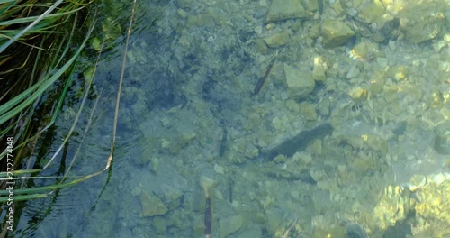 School of European chub fish (Squalius cephalus) swimming up river, in clear waters, at Plitvice Lakes National Park, Croatia. Tilt down, 4K DCI, 200 Mbps.