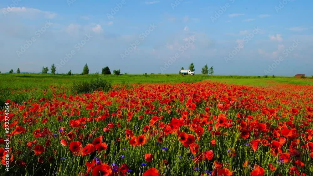 Local road along the poppy field on which moves a white car in the morning in the summer. Local road along the poppy field on which moves a white car in the morning in the summer.