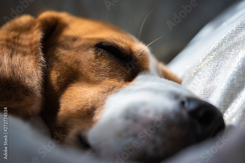 Beagle dog sleeping at home on the couch