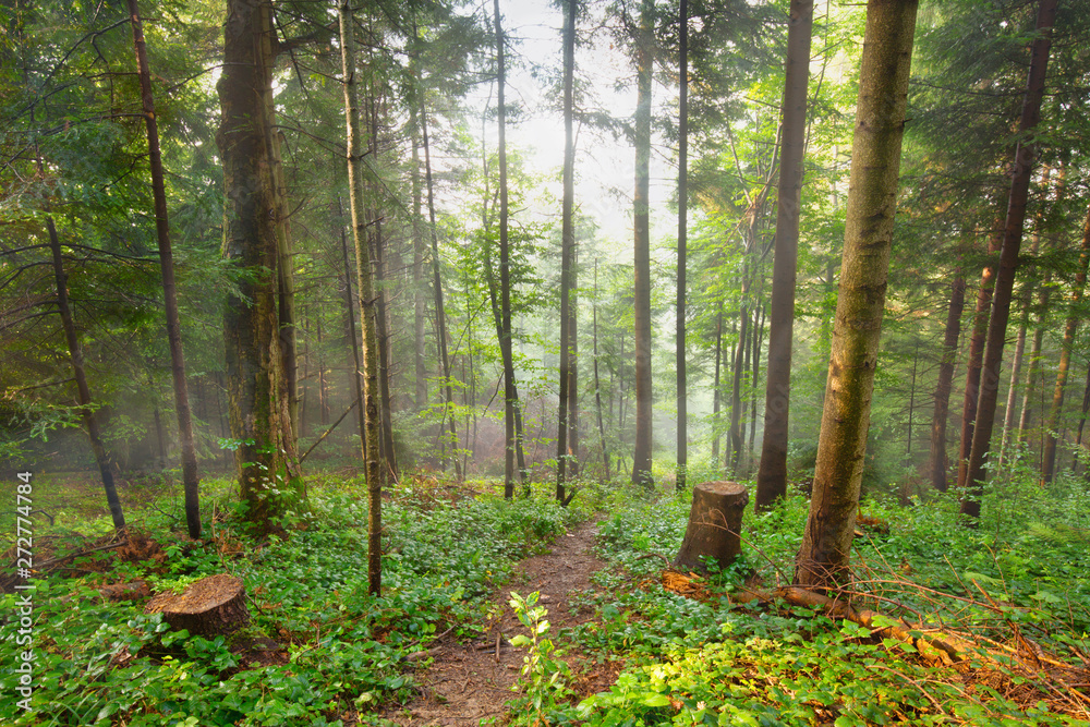 Path through the fir forest, natural outdoor background Path through the fir forest, natural outdoor background