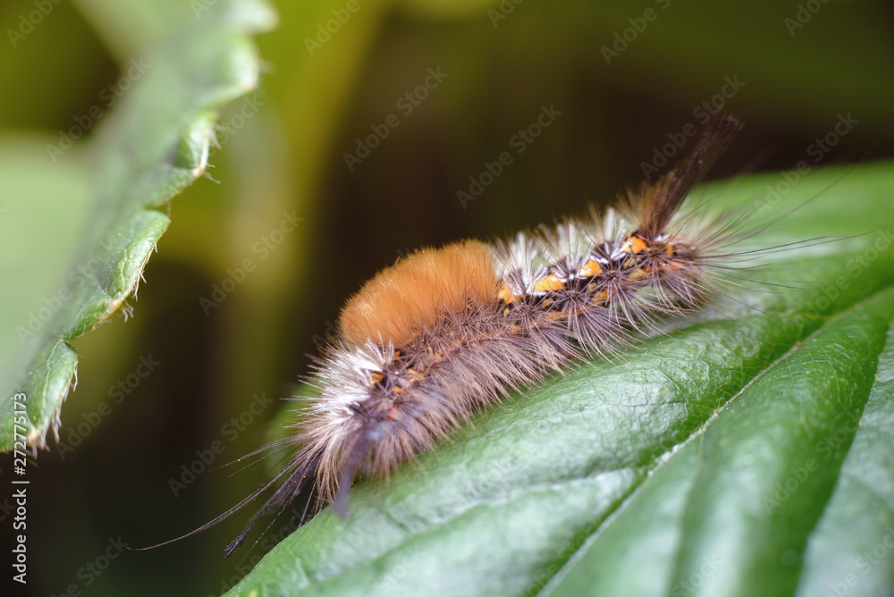 Small fluffy colorful caterpillar on a green strawberry leaf. Macro photography of insects, copy space, selective focus. Small fluffy colorful caterpillar on a green strawberry leaf. Macro photography of insects, copy space, selective focus.