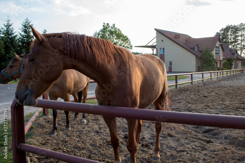  A cute and cheeky red horse looks out from under the pen on a sunny summer evening in the rays of sunset.