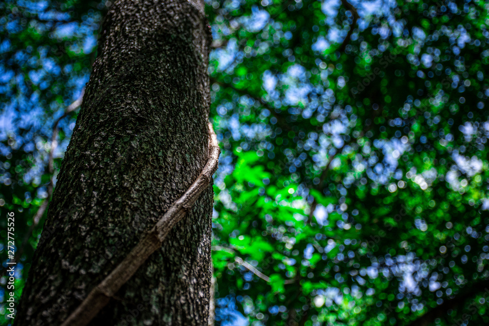 The liana that binds trees in the forest. - nature backdrop for summer. The liana that binds trees in the forest. - nature backdrop for summer.