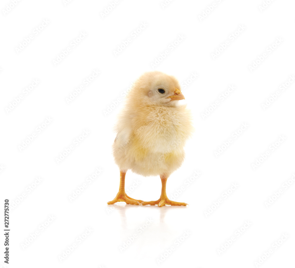 Small yellow chicken.