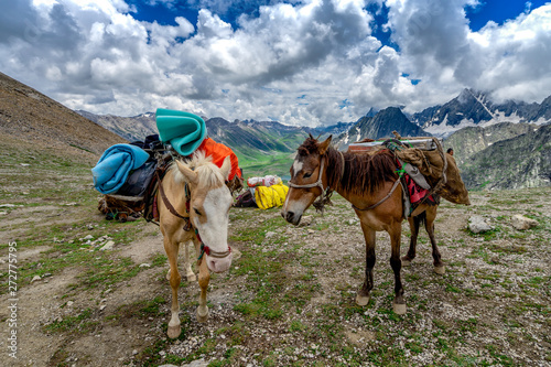 Horses carrying camping equipment in beautiful mountain view and Kashmir state, India © cafetoday