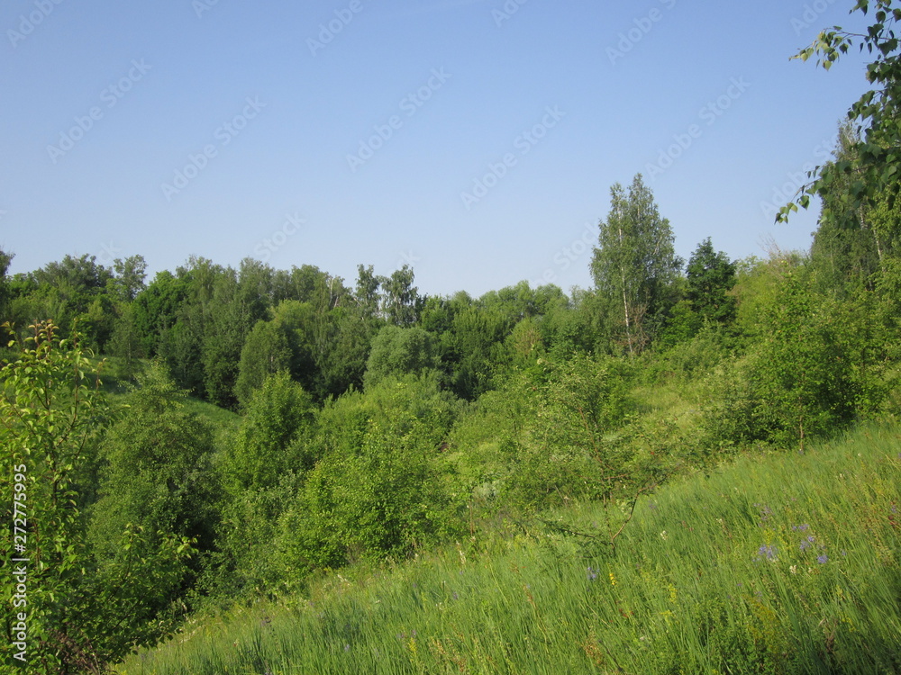 Summer landscape of birch on the hillside