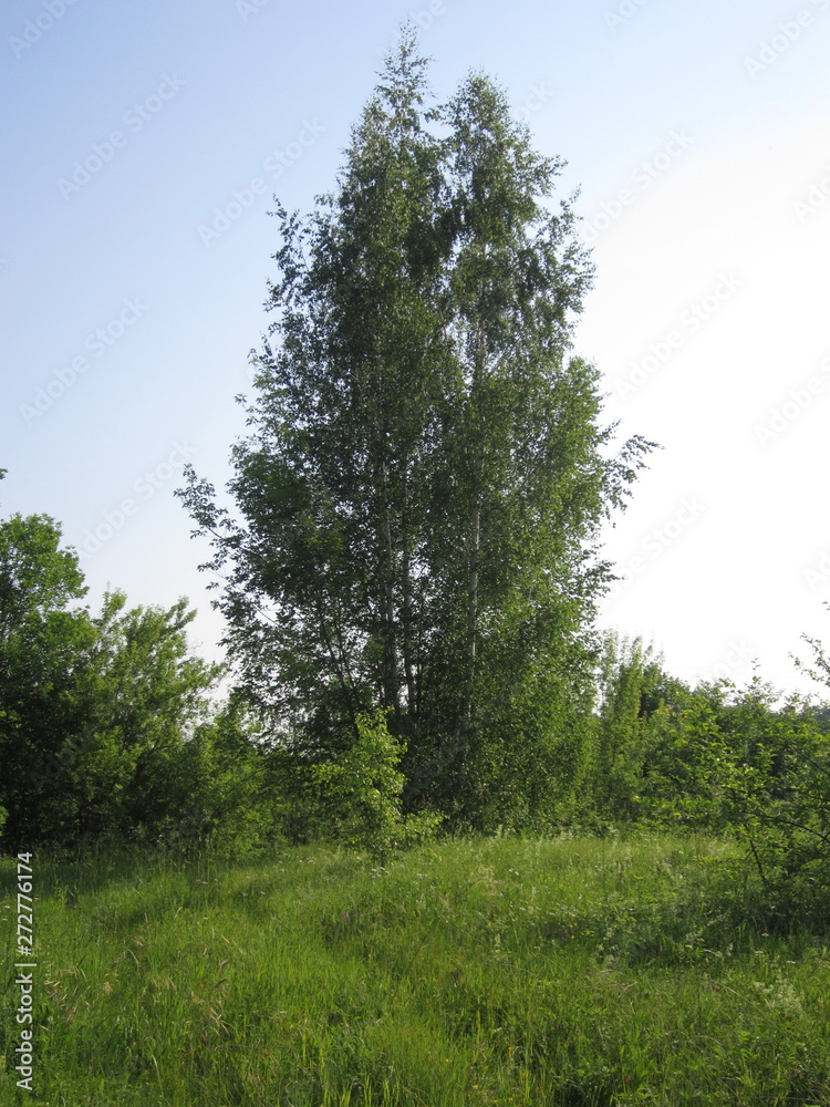 Fototapeta premium Summer landscape of birch on the hillside