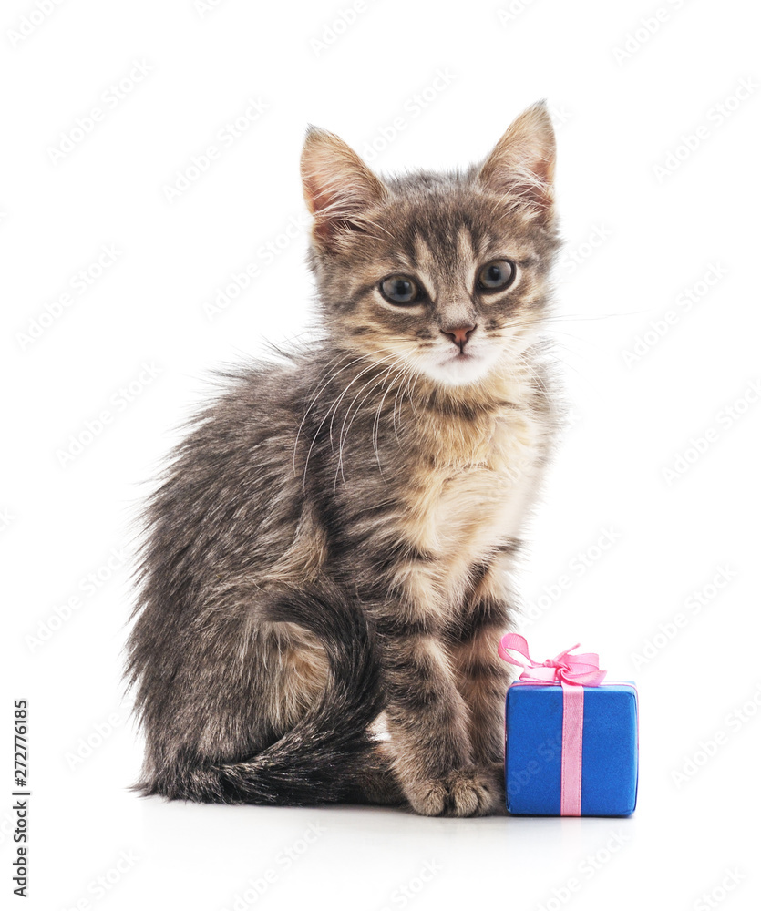 Obraz premium Kitten with a gift.