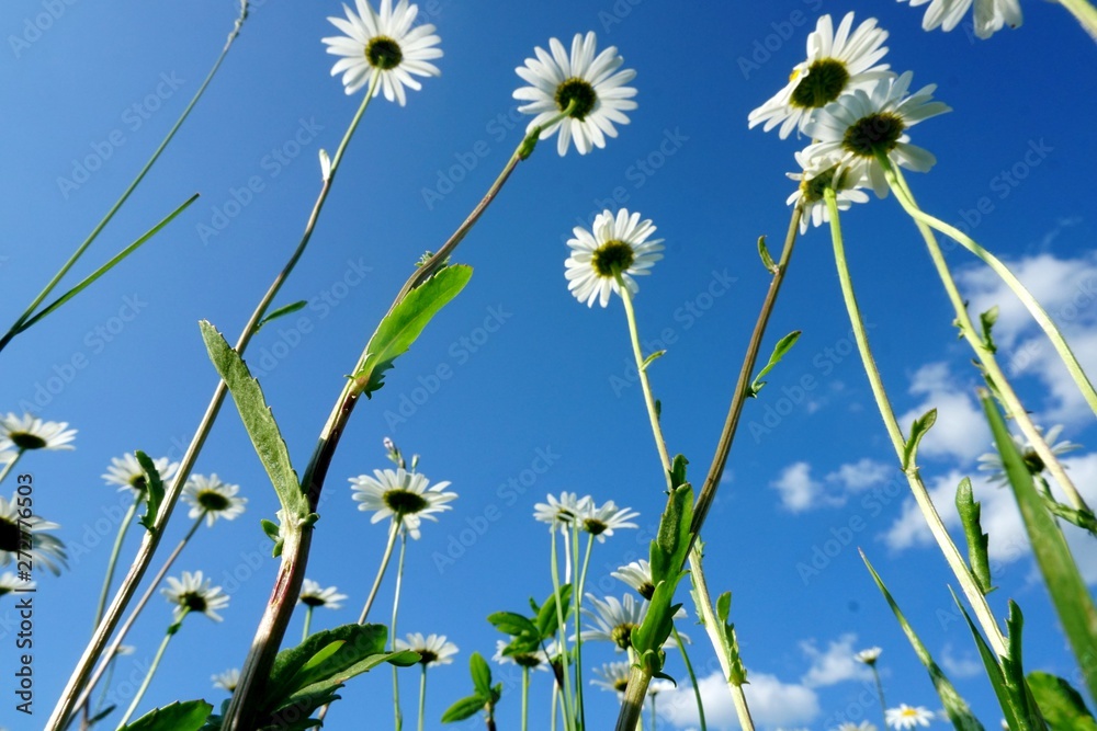 Beautiful summer flower meadow with white flowers,Daisy flowers on blue sky. Symphyotrichum ericoides (syn. Aster ericoides), known as white heath aster, white aster or heath aster.