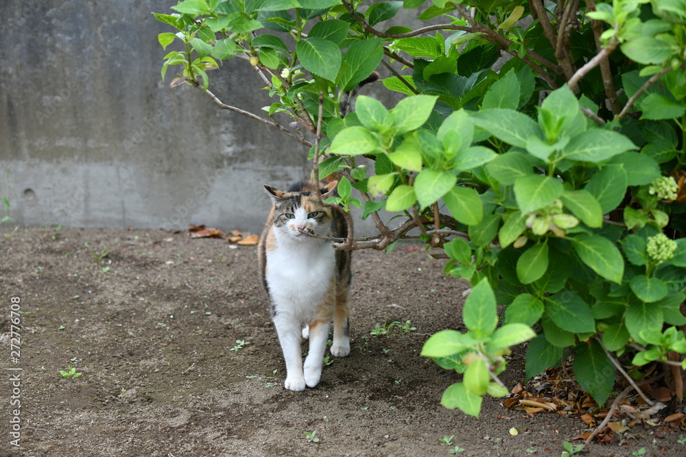 外猫(9歳) 外猫(9歳)
