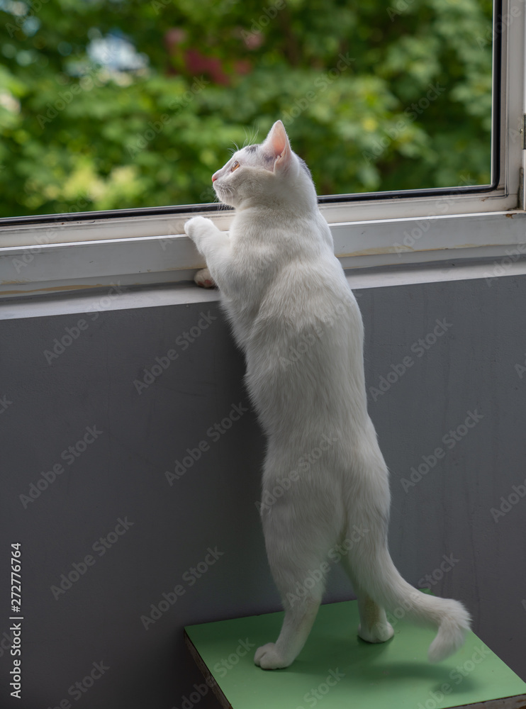 Beautiful white cat looks curiously out the window