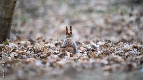 Beautiful pooh squirrel has her back turned