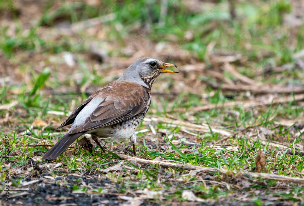 The bird the blackbird sits on the ground The bird the blackbird sits on the ground