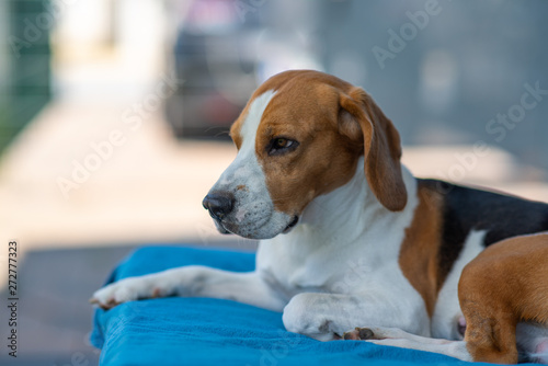 Beagle dog resting outdoors in shade