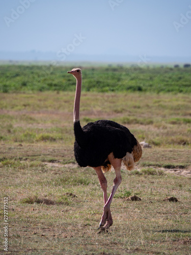 Ostrich in Tsavo Conservation Area, Kenya