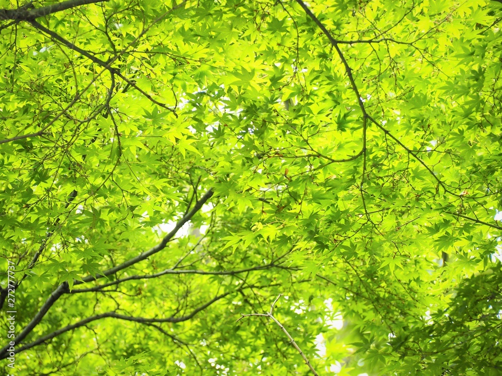 モミジの森　新緑