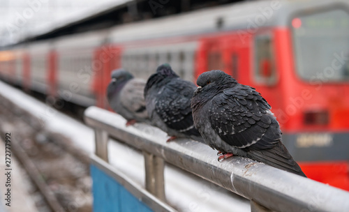 Birds doves sit on the railing of the railway station