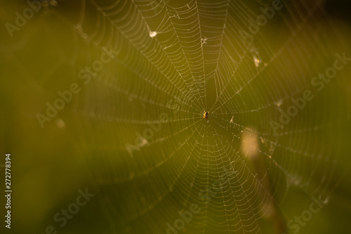 Closeup photo of spider on web, sunrise