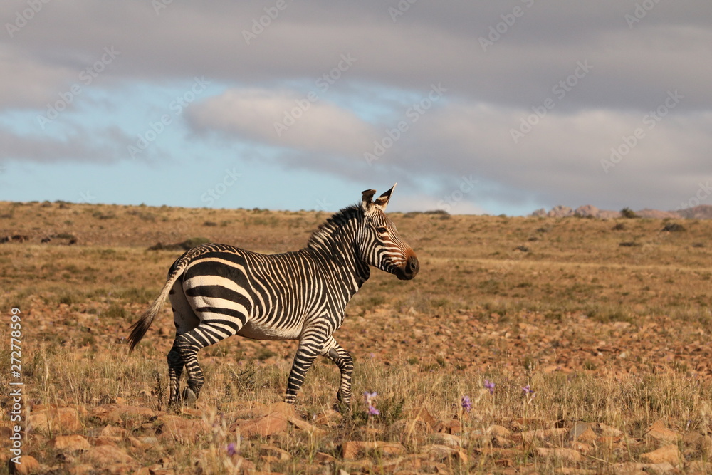 Naklejka premium Cape Mountain zebra, Equus zebra zebra, running across the dry open plains of the Karoo in South Africa.
