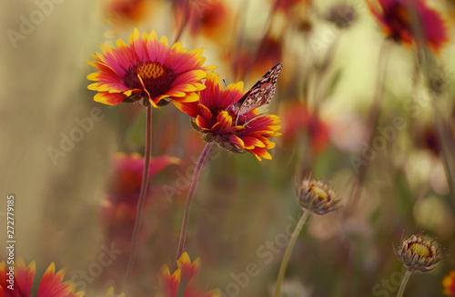 Motley bright butterflies on bright colorful daisies  on a summer meadow. Moods of summer.  Artistic tender photo. © Ann Stryzhekin