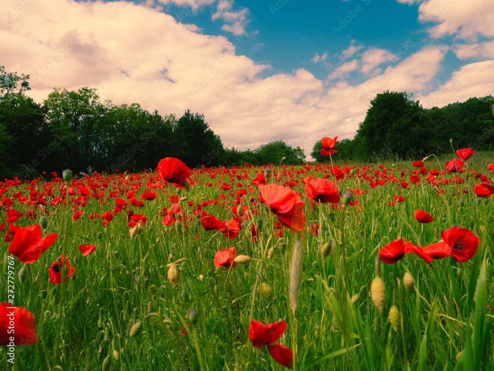 Obraz premium papaver