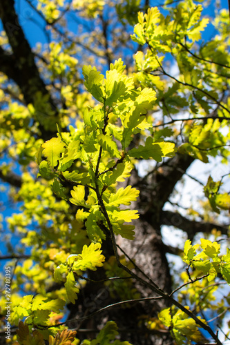 Fresh oak leaves 