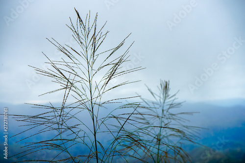 Close up grass flower on mountain in the morning are covered with fog.
