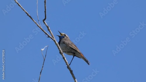 Luscinia svecica on a branch near the river