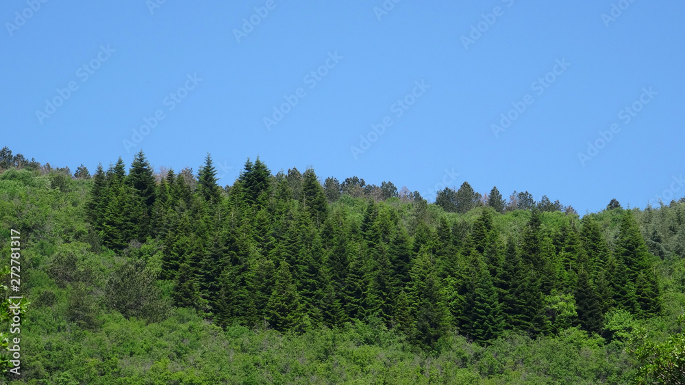 Green fir forest on moutain under a blue summer sky Green fir forest on moutain under a blue summer sky