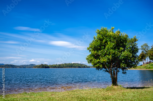 The big tree is beside the lake, background is mountain on sunny day. © cafetoday