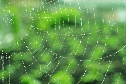 The edge of the spider web is strewn with drops of rain dew in morning like beads on blurred green background. Geometry, Line, ring, spiral. Macro