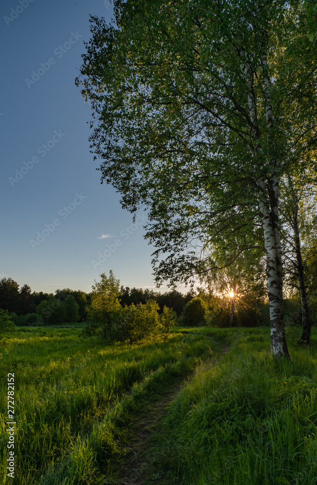 The setting sun and birch against the backdrop of the forest