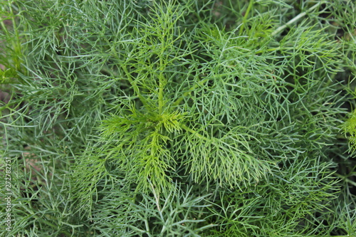 Green background, fennel is growing on the summer garden.