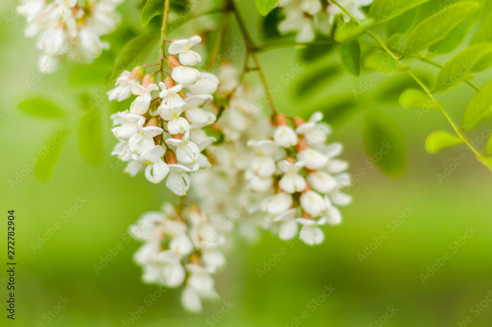 The branches of acacia on the background of dark branches and bright leaves The branches of acacia on the background of dark branches and bright leaves