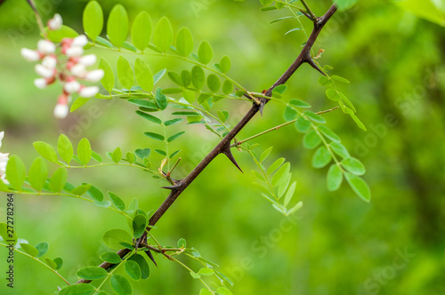 The branches of acacia on the background of green grass and bright foliage
