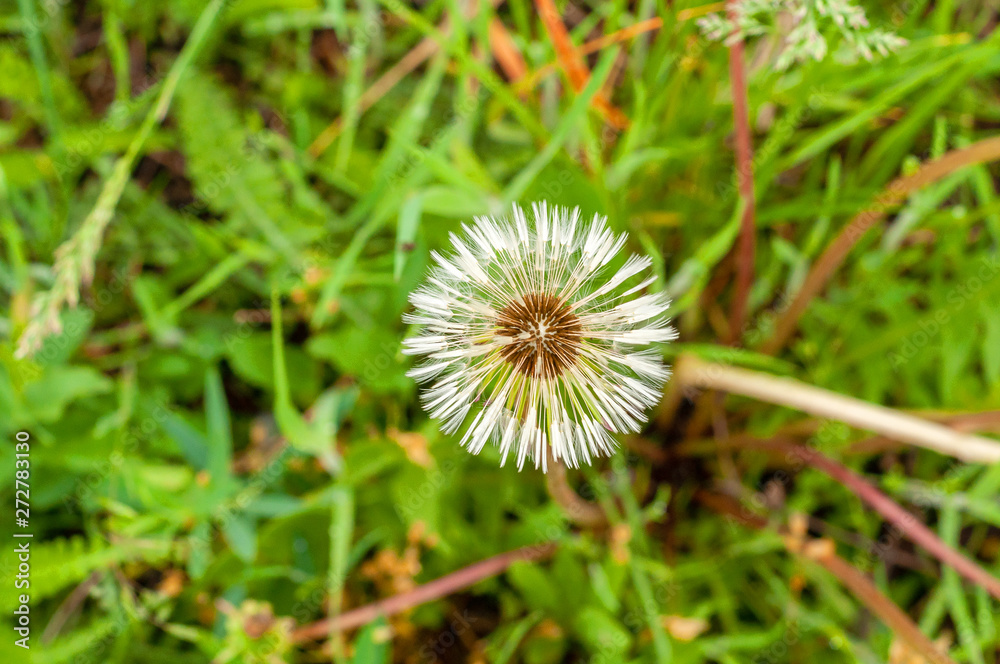 Dandelion on the background of bright, rich green grass and earth Dandelion on the background of bright, rich green grass and earth