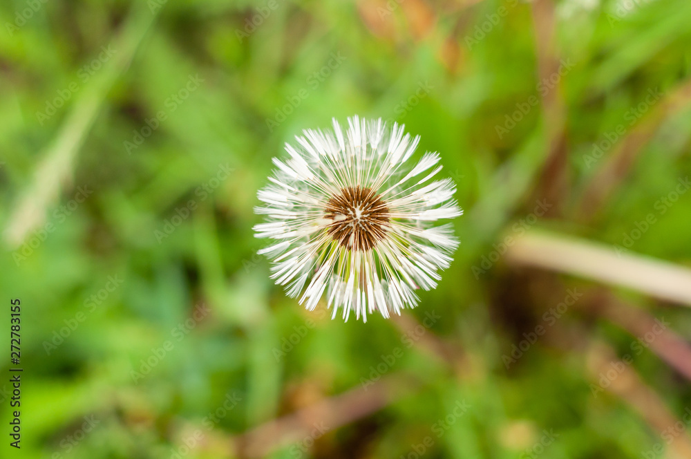 Dandelion on the background of bright, rich green grass and earth