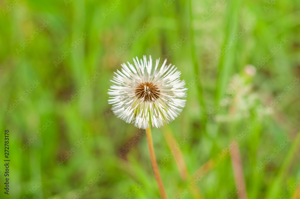 Dandelion on the background of bright, rich green grass and earth Dandelion on the background of bright, rich green grass and earth