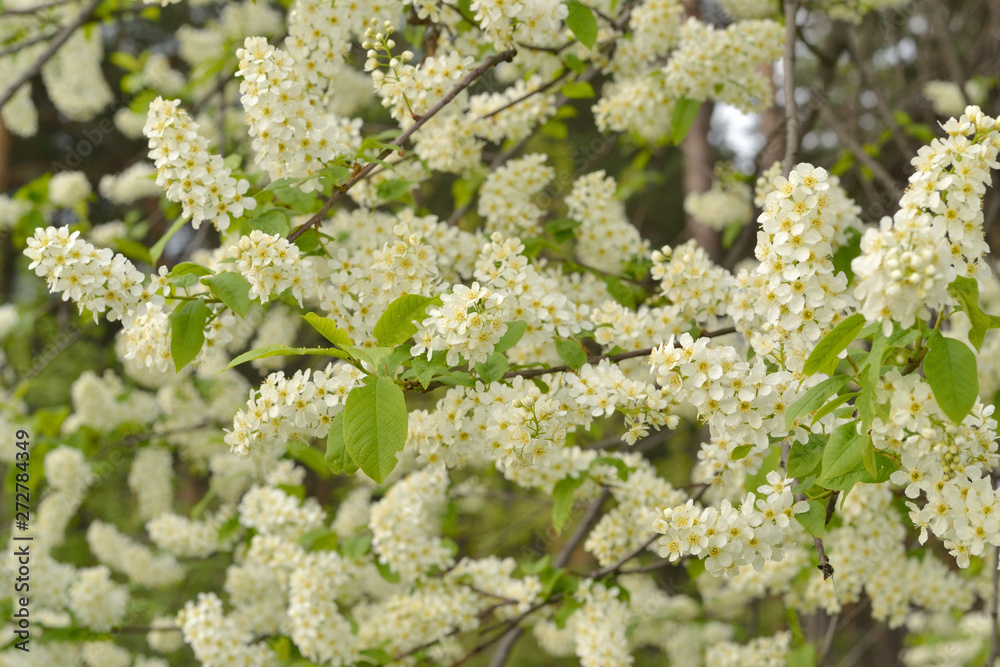 Flowering branches of cherry. Background. A lot of lush white flowers and fresh green leaves. Flowering branches of cherry. Background. A lot of lush white flowers and fresh green leaves.