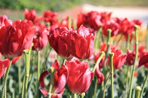 Flores