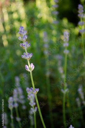 blue flowers on green background