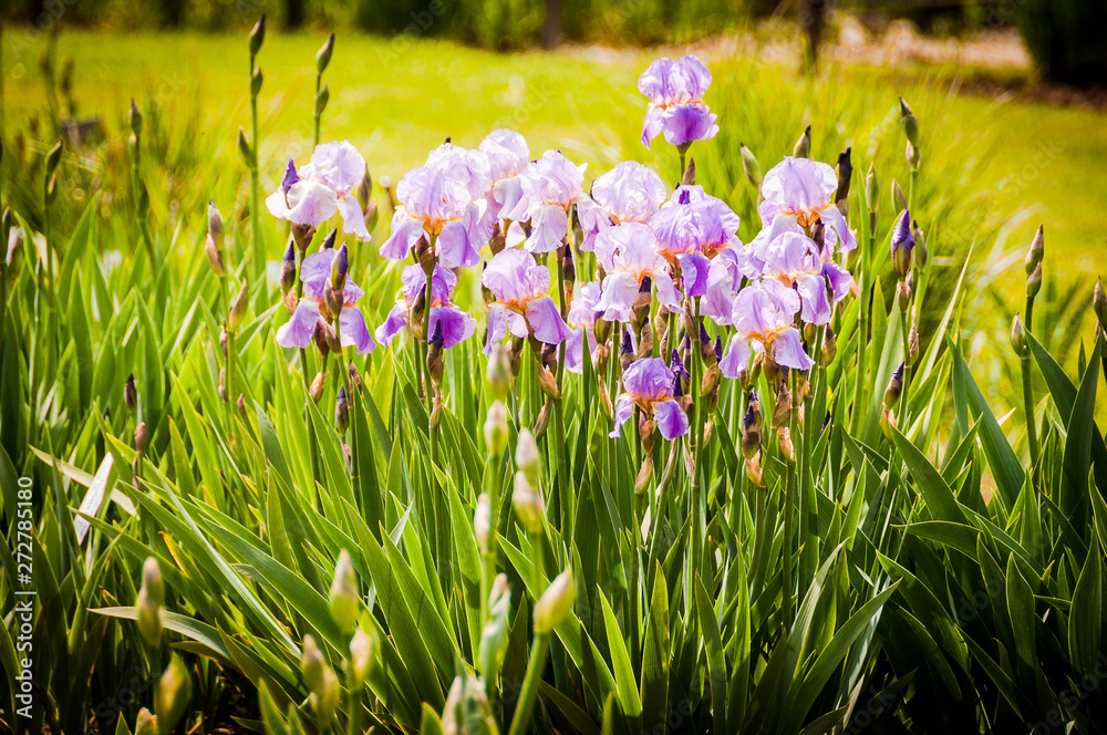 Fototapeta premium Basel, Iris, Schwertlilie, Lilie, Blumenfeld, Gartenarbeit, Garten, Schweiz