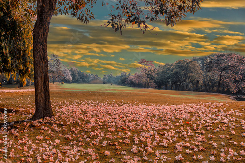 The falling pink tabebuya flower on floor of countryside in Thailand. photo