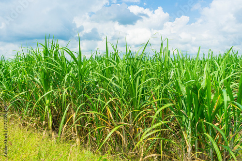Panoramic view of sugarcane plantation