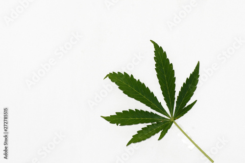 Legalisierung von Cannabis Hanf auf weißem Hintergrund