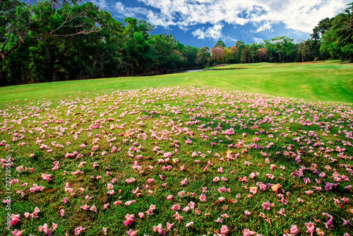 The falling pink tabebuya flower on floor of countryside in Thailand.