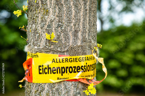 tree with text vorsicht allergiegefahr durch eichenprozessionsspinner Raupen und Nester nicht berühren, in englisch beware of danger of allergy due to the oak procession spinner Do not touch