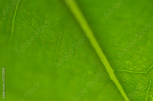 huge leaf-micro distance