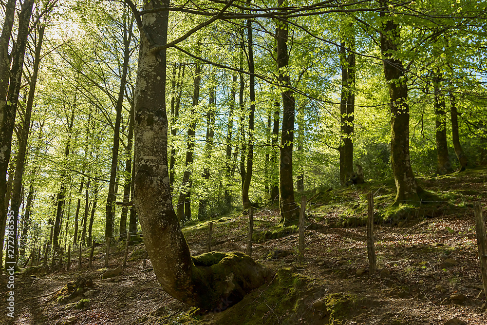 Fototapeta premium Aitzgorri peak and natural park in Gipuzkoa province, Basque Country